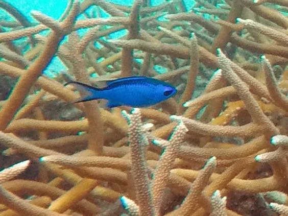 Blue Chromis (3