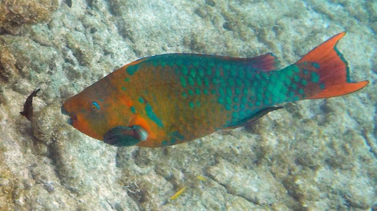 Rainbow Parrotfish (24