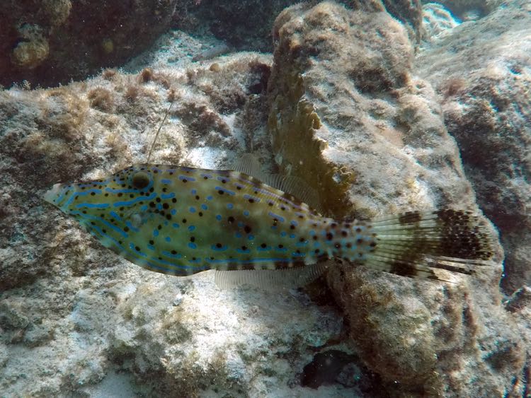 Scrawled Filefish (15