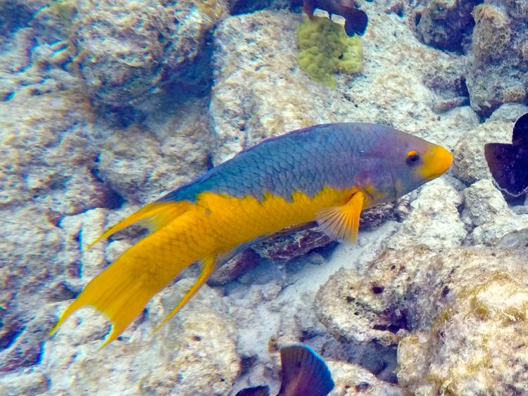 Spanish Hogfish (15