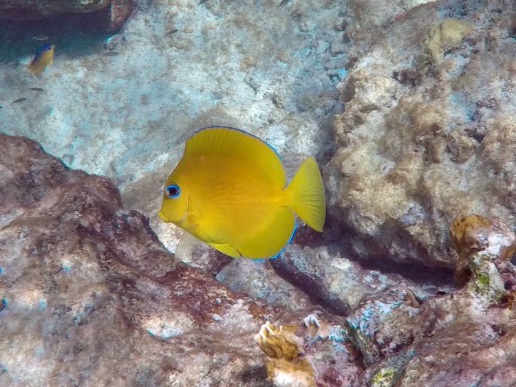 Blue Tang Baby (1