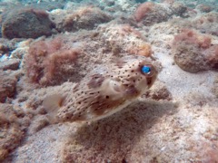 Bridled Burrfish (10