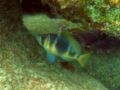 Barred Hamlet (4