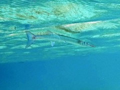 Flat Needlefish (24