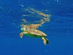 Hawksbill Sea Turtle