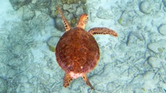 Hawksbill Sea Turtle