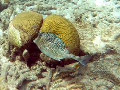 Honeycomb Cowfish  (14