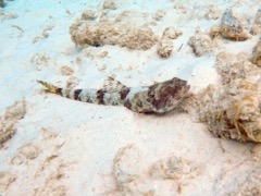 Lizardfish (9