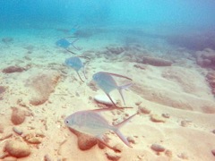 Palometa (8)