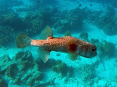 Porcupinefish (18