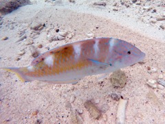 Puddingwife (14