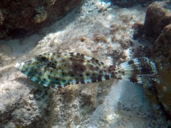 Scrawled Filefish (15