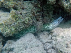 Spotted Moray Eel