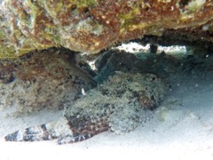 Spotted Scorpionfish (10