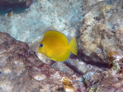 Blue Tang Baby (1