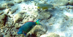 Stoplight Parrotfish (15