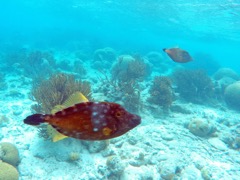 Whitespot Filefish (12