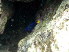 Yellowtail Damselfish Juvenile (1.5