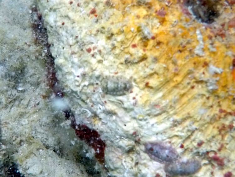 Fuzzy Chiton