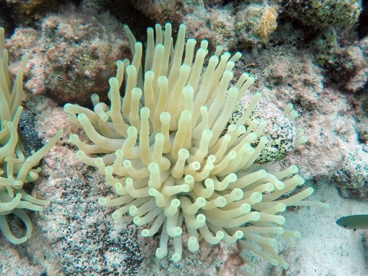 Giane Tube Anemone