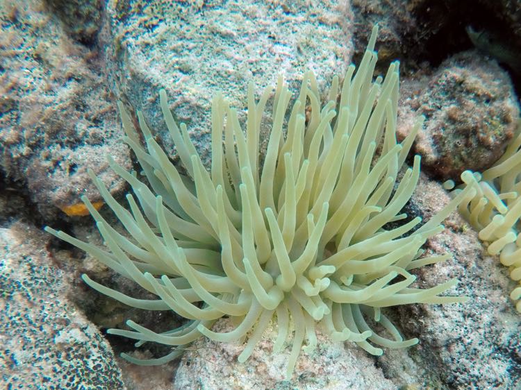 Giane Tube Anemone