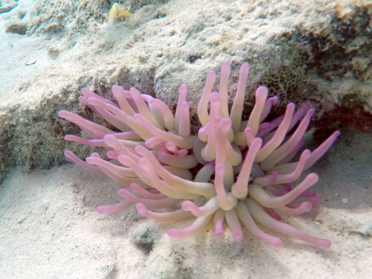 Giane Tube Anemone