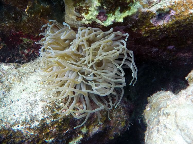 Giane Tube Anemone