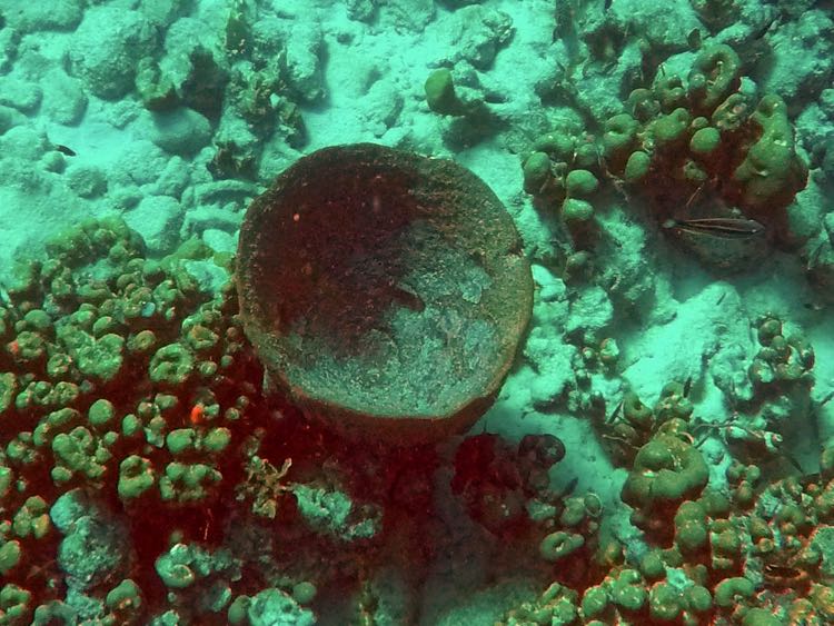 Giant Barrel Sponge