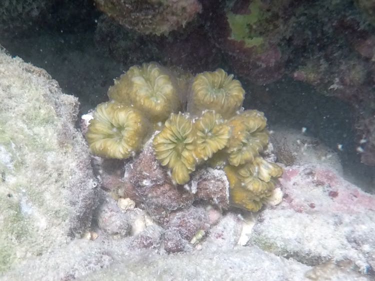 Golfball Coral