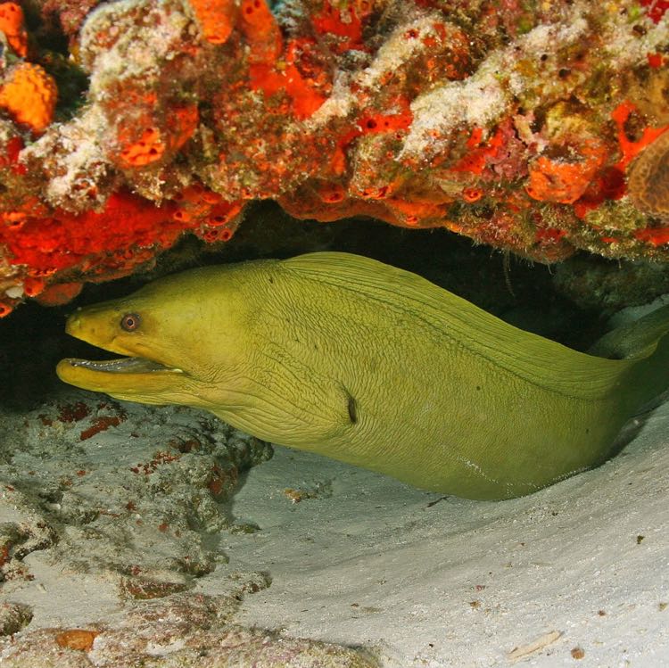 Green Moray Eel 