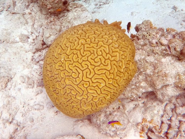 Grooved Brain Coral