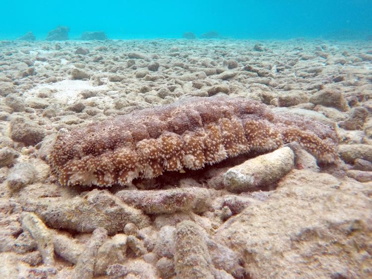 Harlequin Sea Cucumber (8
