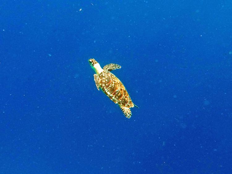 Hawksbill Sea Turtle