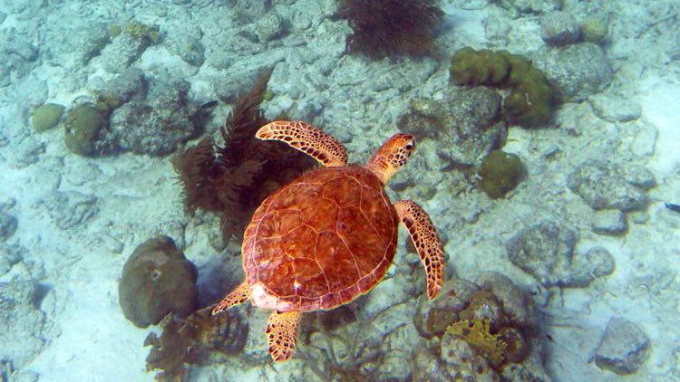 Hawksbill Sea Turtle