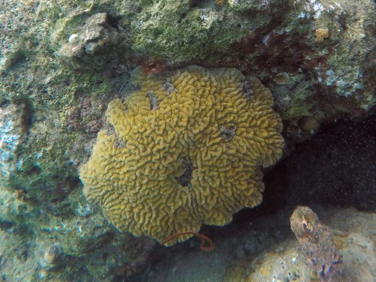 Knobby Brain Coral