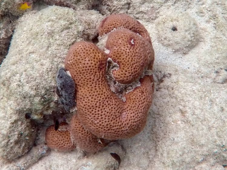 Lesser Starlet Coral