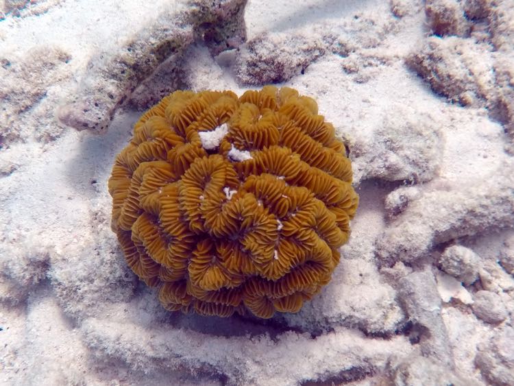 Maze Brain Coral