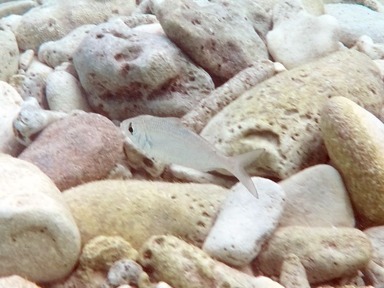 Mottled Mojarra (6