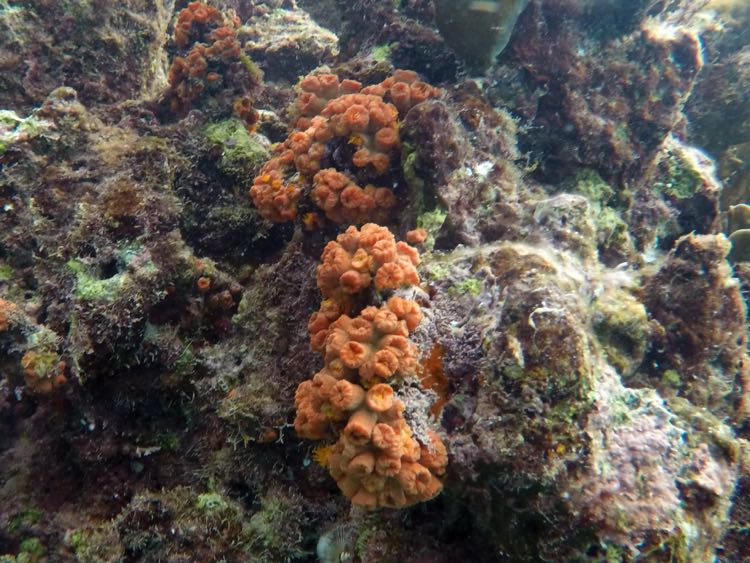 Orange Cup Coral