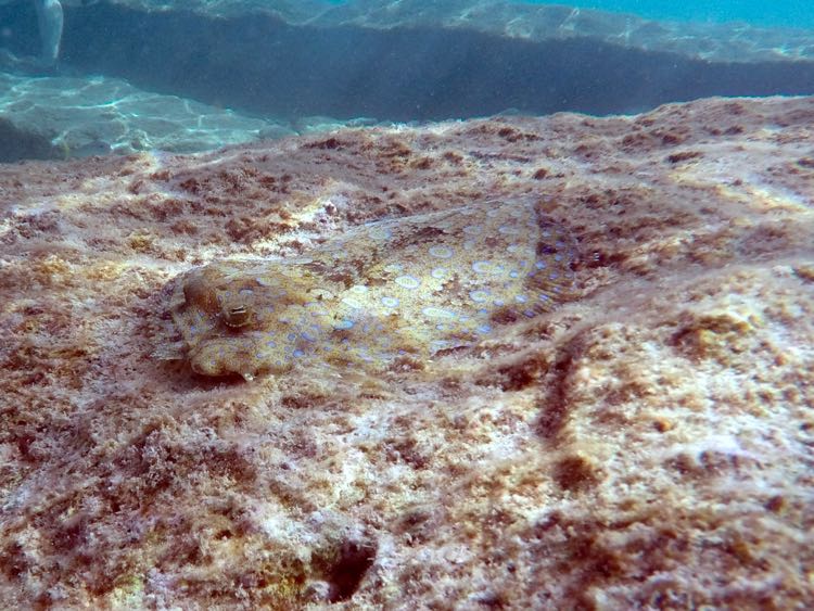 Peacock Flounder (12