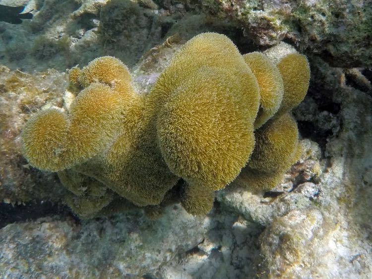 Pillar Coral