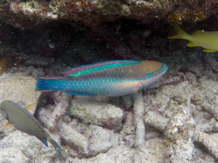 Princess Parrotfish (10