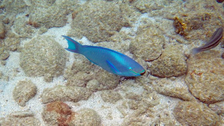 Queen Parrotfish (15