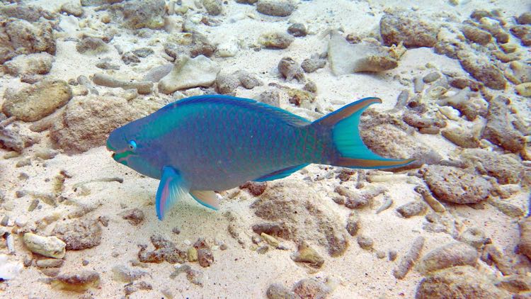 Queen Parrotfish (24