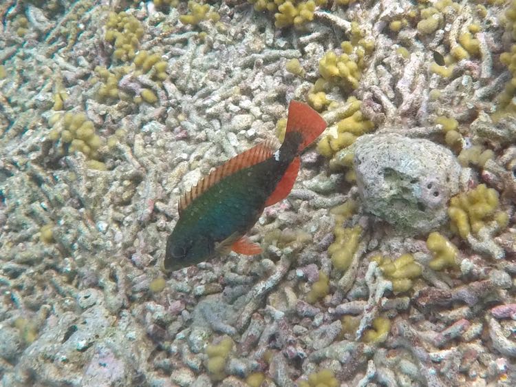 Redband Parrotfish Juvenile (6