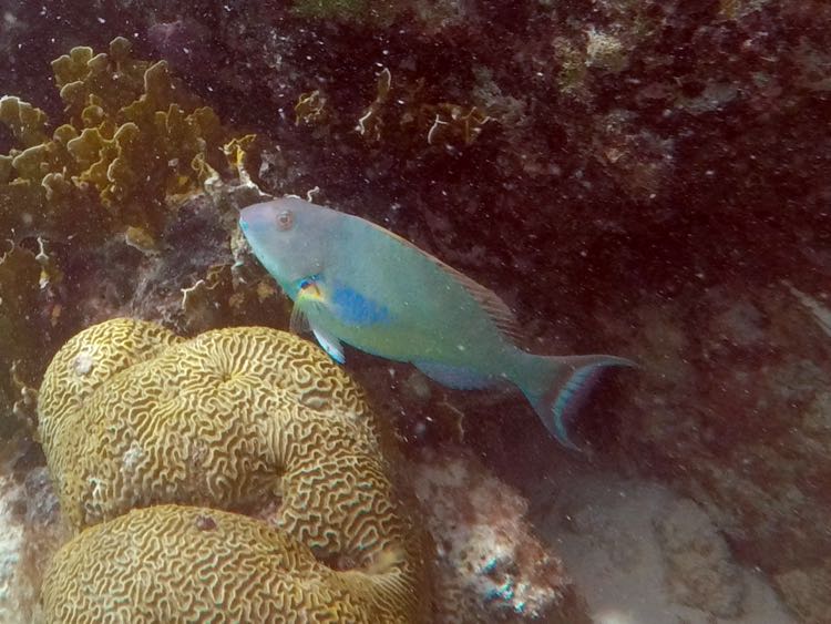 Redtail Parrotfish (16