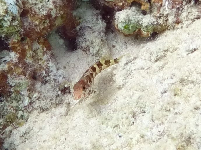 Saddled Blenny (2