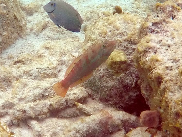 Blackear Wrasse (6