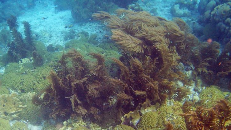 Sea Plume and a Slimy Sea Plume