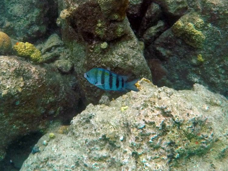 Sergeant Major Male guarding eggs (7